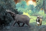 Studying a trilophodon v.1