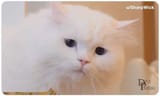 sad cat 2