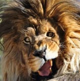 Lion-Confused