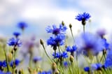 Field-of-Cornflowers-1024x683[1]