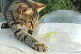 cat-and-grasshopper_Deniza-40x_shutterstock