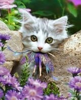 fairy hunter