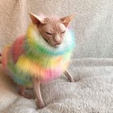 sphinx cat mad rainbow