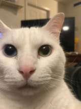 cachedImage