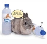 cool bunny