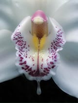lewd orchid flower dripping wet