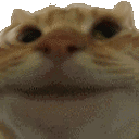 catyes