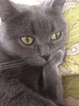 big cat