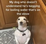 doesnt understand
