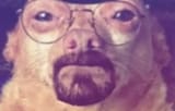 WWDawg