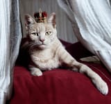 portrait-of-white-cat-with-crown-on-head-by-sigi-kolbe-4046452742
