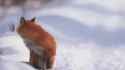 cute snow fox_thumb.jpg