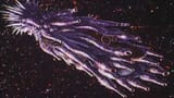 Gunbuster space monster