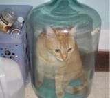 bottle_cat