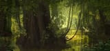 Bram Sels - Jungle