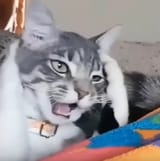 shutupshutupshutupshutupSHUTUP