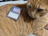cat crypt