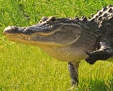 thumbs up cool alligator