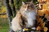 norwegian-forest-cat-4170085-fe84aa86023446c4b64236ddfbdefd2b-2985500007