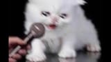 stop laughing p-pwease