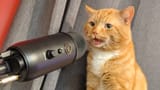 mic-ginger-cat