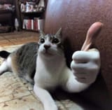 make-the-thumbs-up-cat-meme-a-thumbs-down-v0-jgrq1tbmqdsc1