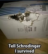 Schrödinger survivor