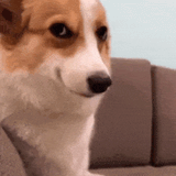 cute smug doge