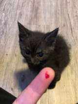 lil devil