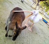 pelican