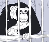 chimp 1