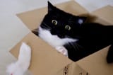 dumb box cat