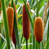 cattail