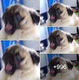 dog screaming images