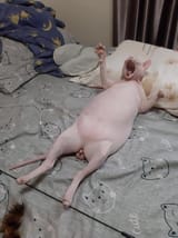 naked gatto