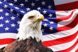 bald-eagle-and-a-flag