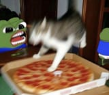 stupid gay frog