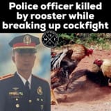loss vs cock