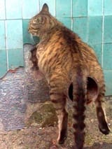 cat was fine too