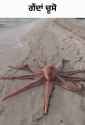 octopus-%E0%A8%97%E0%A9%87%E0%A8%82%E0%A8%A6%E0%A8%BE%E0%A8%82%E0%A8%9A%E0%A9%82%E0%A8%B8%E0%A9%8B_thumb.jpg