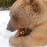 sad bear with babby