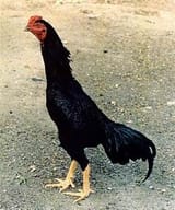 Yakido Chickens Tebe-hobbies.blogspot.com