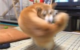 muscle doge