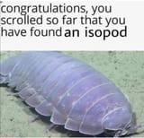 isopod