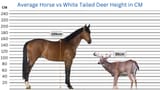 Average-Horse-vs-White-Tailed-Deer-Height-in-CM