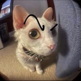 Fisheye