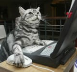 cat angry