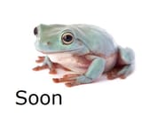 frog