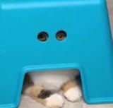 cat eyes