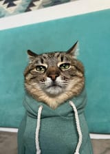 bored sweater cat